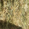 Wheaten Hay 8x4x3 - 40 x  625 KG Approx Bales Stacked 6 High  