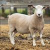 Under Auction - Lot 6 Highlander Ram 190686 (DLE Ram Auction A100 - 10th Sept via Auctionsplus) 
