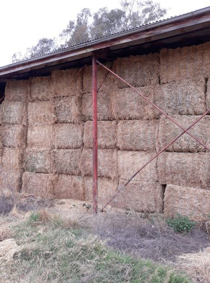 Up to 260 MT fresh Canola hay  8x4x3 approx 650 kg Bales 