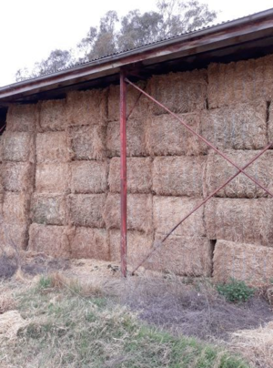 Up to 260 MT fresh Canola hay  8x4x3 approx 650 kg Bales 