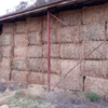 Up to 260 MT fresh Canola hay  8x4x3 approx 650 kg Bales 