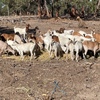 350 Bore Goats 
