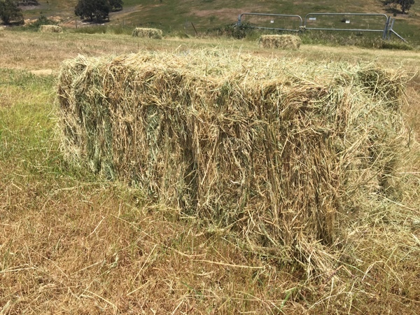 HORSE HAY / TESTED L/S GRASS