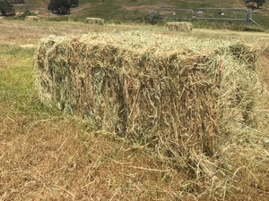 HORSE HAY / TESTED L/S GRASS
