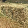 HORSE HAY / TESTED L/S GRASS