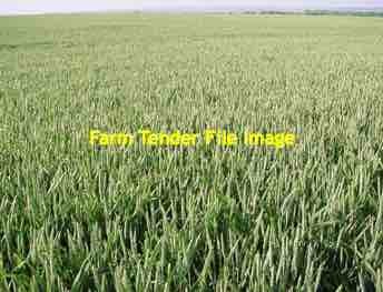 New Season Wheaten Hay 