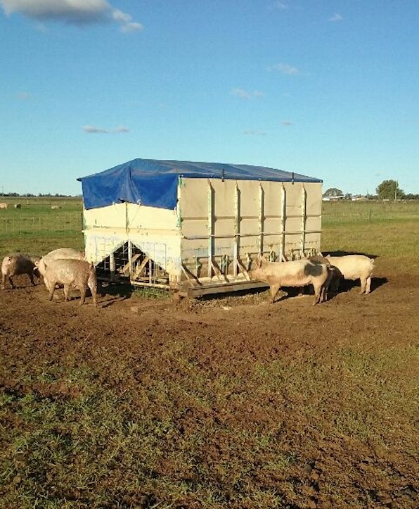 Grain Feeder Bin with Roll Tarp 