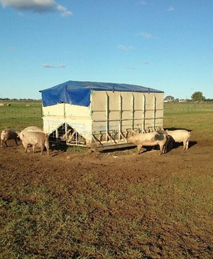 Grain Feeder Bin with Roll Tarp 