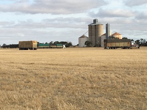 Header Trailed Barley Straw