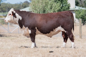 Glendan Park Hereford Bull Sale 26th Feb 2021
