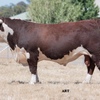 Glendan Park Hereford Bull Sale 26th Feb 2021