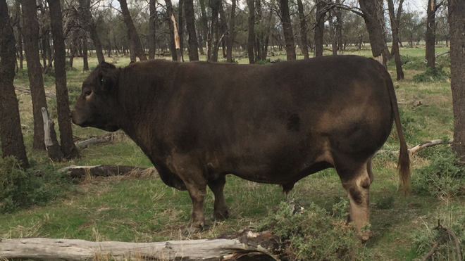 Murray Gray x Squaremeater 