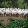 308 Fine Wool Merino Ewes, 5 years old