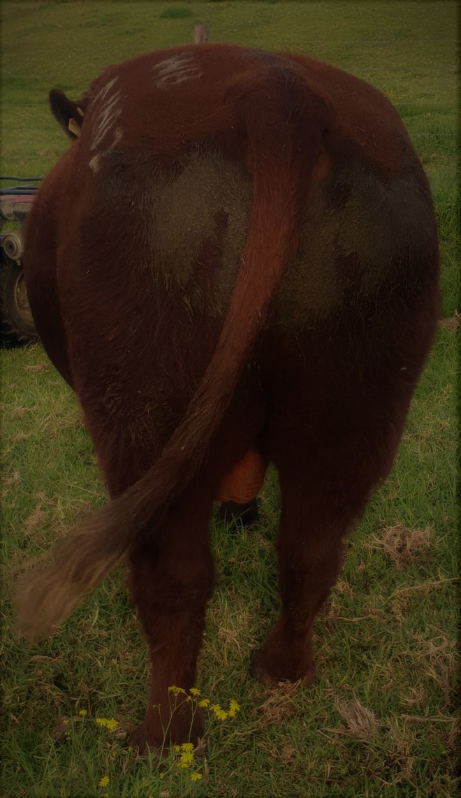 Stud Beef Shorthorn Bull