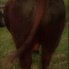 Stud Beef Shorthorn Bull