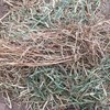 Wheaten Hay - 250 Bales