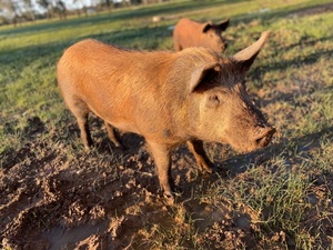 Pig 1 year old Tamworth x black 