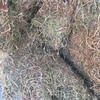 200mt Vetch Hay 620-650kg 8x4x3 Bales