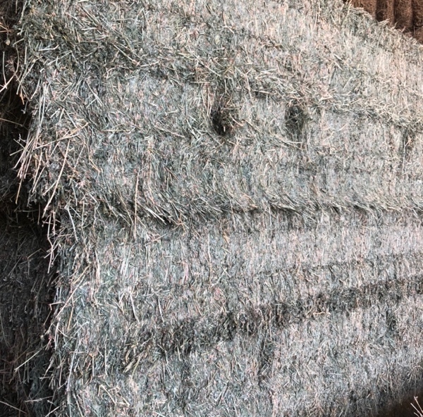  Lucerne Hay in 8x4x3’s -  28 Bales - Sold Per Bale