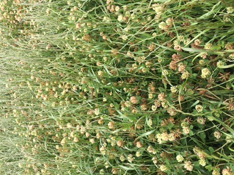 EOI Quality Ryegrass/Clover Hay.