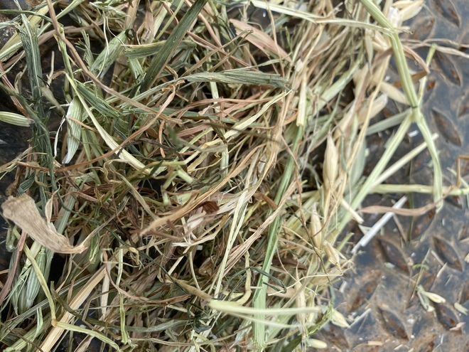Oaten Hay 8x4x3 Bales