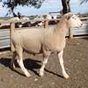 2018  Pepperton White Suffolk Rams For Sale - high Lambplan Carcase Plus Index with new Eating Quality Index