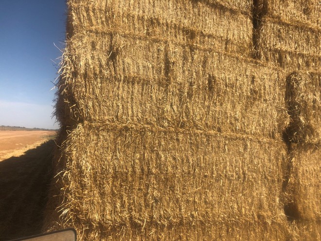Barley Straw 8x4x3 Bales