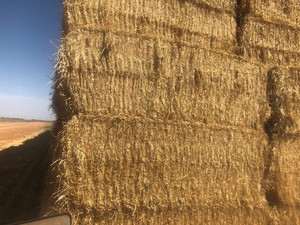 Barley Straw 8x4x3 Bales