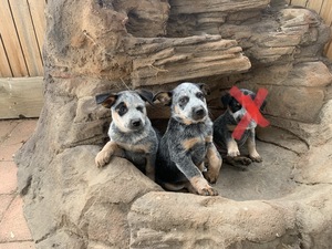 Blue Heeler-Purebred