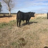 Registered Angus Bull For Sale