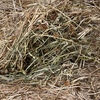 Clover Rye Hay 8x4x3 Shedded Bales