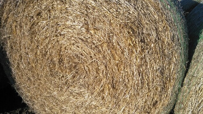 Barley Straw Clearance