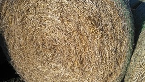 Barley Straw Clearance