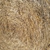 Barley Straw Clearance