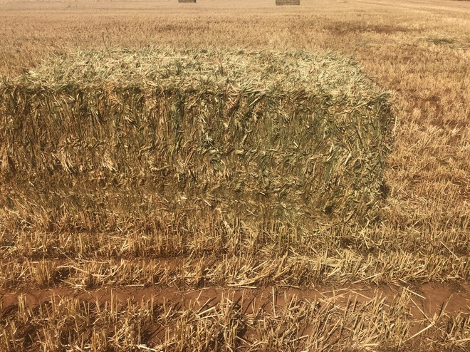 200mt Wheaten Hay 600+kg 8x4x3 Bales 'New Season'