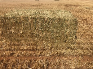 200mt Wheaten Hay 600+kg 8x4x3 Bales 'New Season'