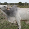 Brahman Bull