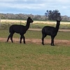 Alpaca’s for sale