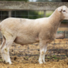 Under Auction - Lot 5 Highlander Ram 191316 (DLE Ram Auction A100 - 10th Sept via Auctionsplus) 