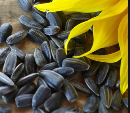 Black Sunflower - approx 30mt