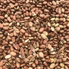 8mt Faba Beans 