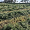 600 x Italian Ryegrass Silage 500kg Rolls 14.6 Protein