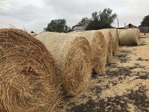 500 Oaten Rye Hay 5x4 Rolls 'New Season'