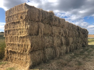 250 x 500kg 8x4x3 Bales of New Season Hay (2 Varieties) 