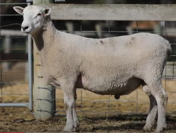 Under Auction - Lot 1 Highlander Ram 190335 (DLE Ram Auction A100 - 10th Sept via Auctionsplus)