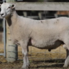 Under Auction - Lot 1 Highlander Ram 190335 (DLE Ram Auction A100 - 10th Sept via Auctionsplus)