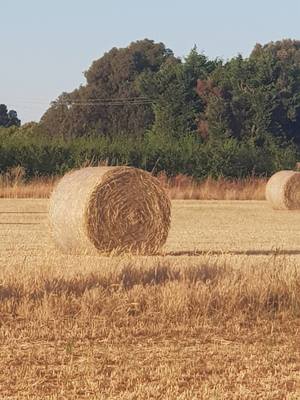 400 x Wheaten Hay Round Bales