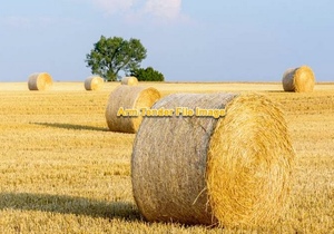 Biodynamic Barley straw .  Expression of interest