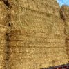 wheaten hay