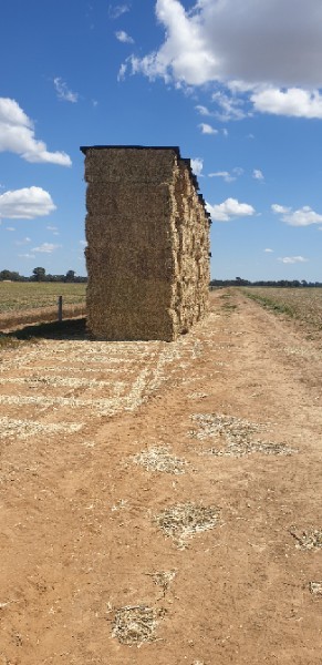 'New Season' Canola Hay 8x4x3 Bales